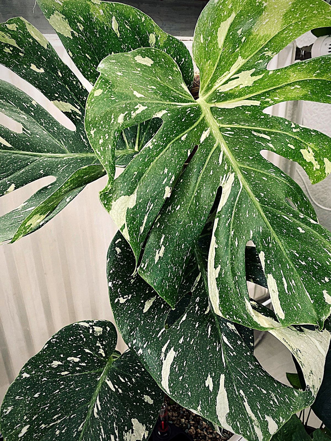 Monstera deliciosa Care Guide