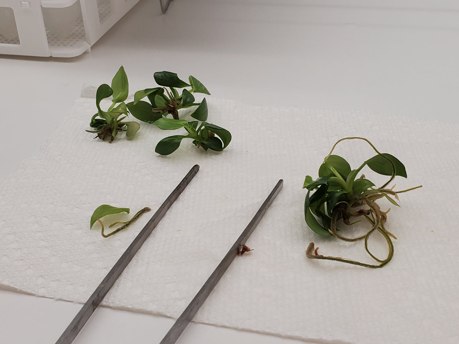 Tissue Culture Plants