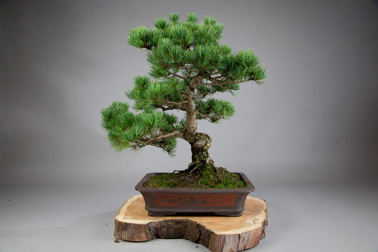 Bonsai