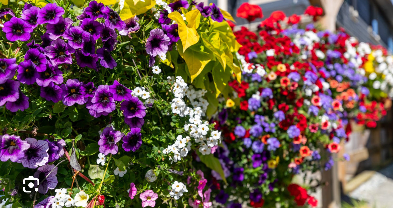 Annuals