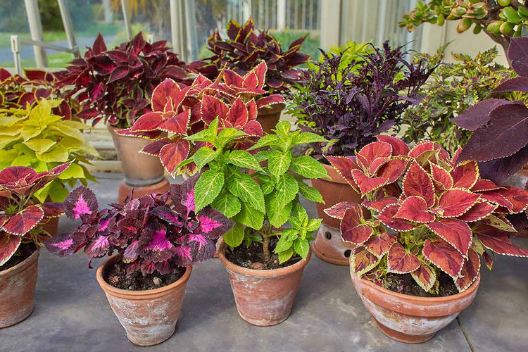Perrenials and Outdoor Flowers