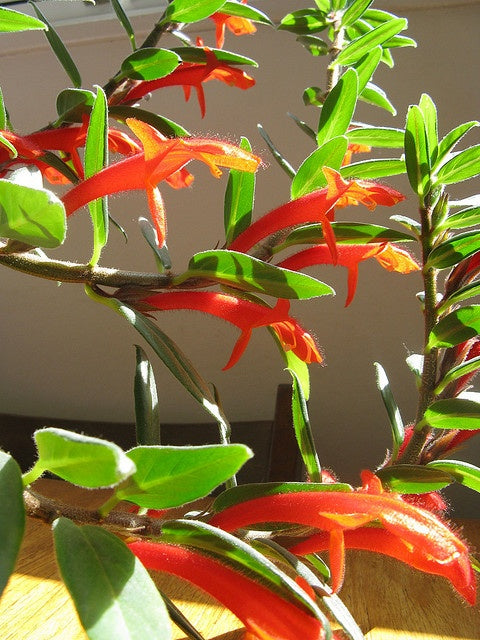 Indoor Plants