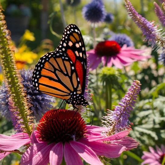 Saskatchewan Native Perrenials