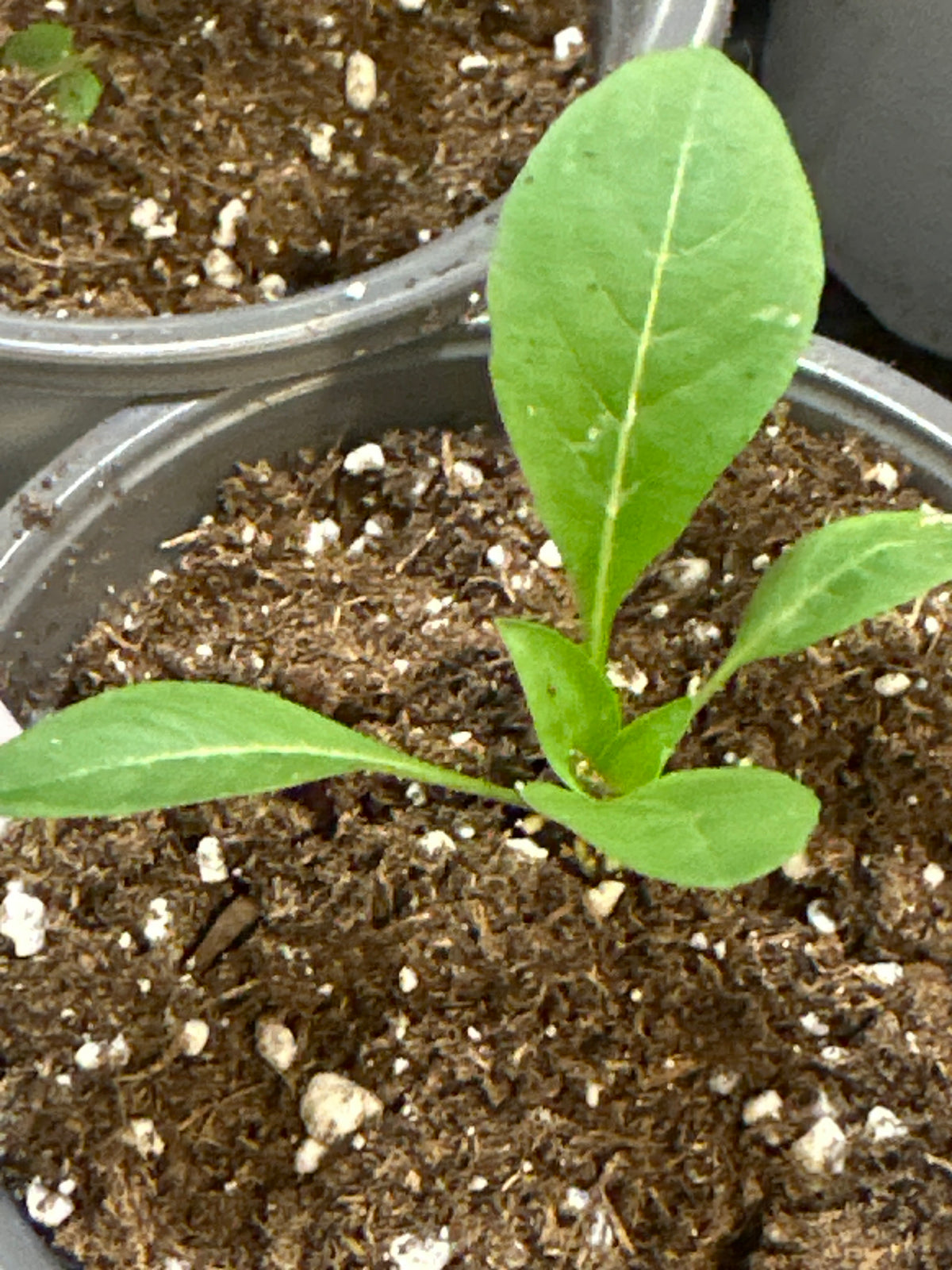Primrose Seeds (50+) – NewRoots Canada