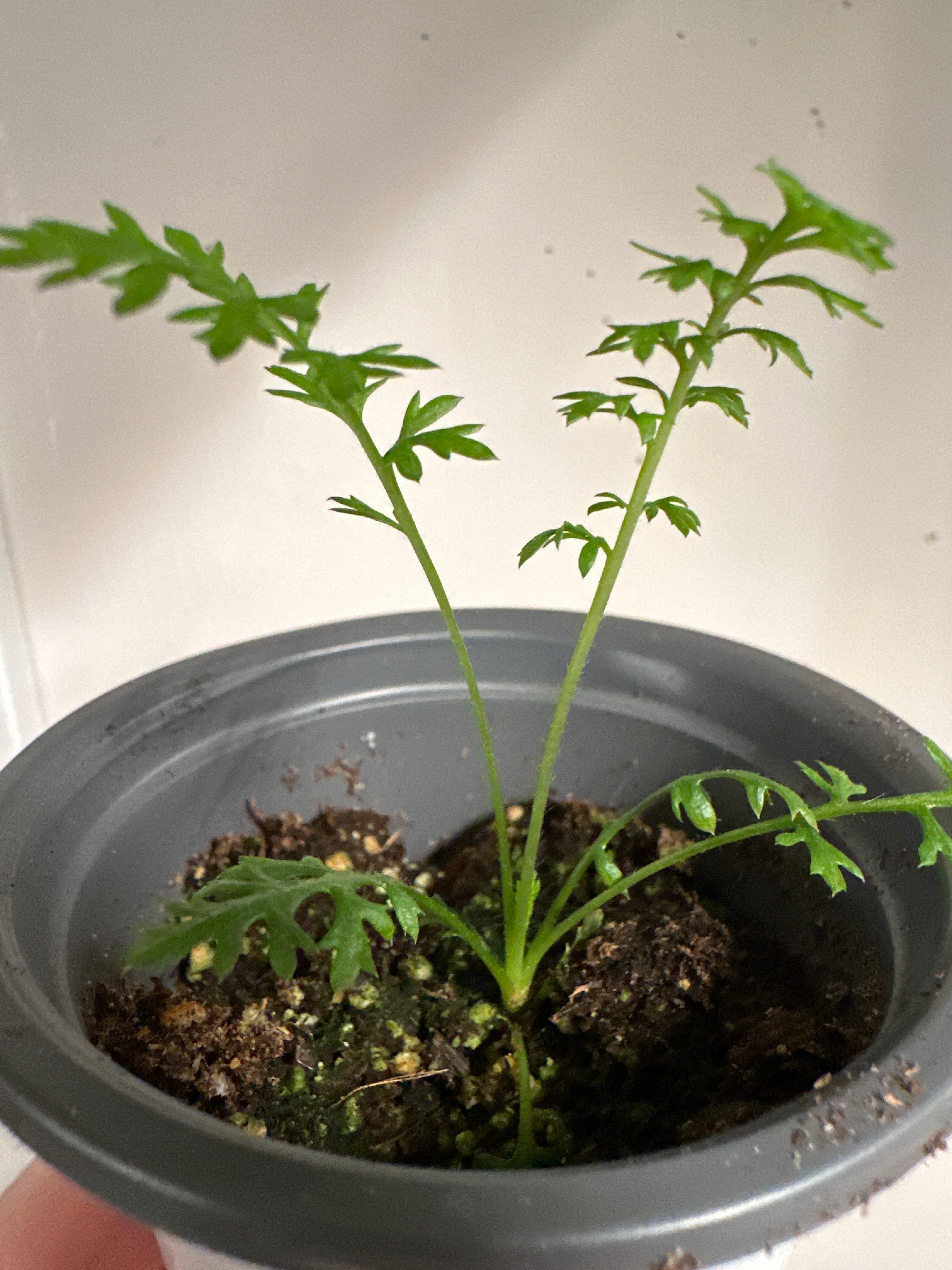 Common Yarrow Seeds (50+) – NewRoots Canada