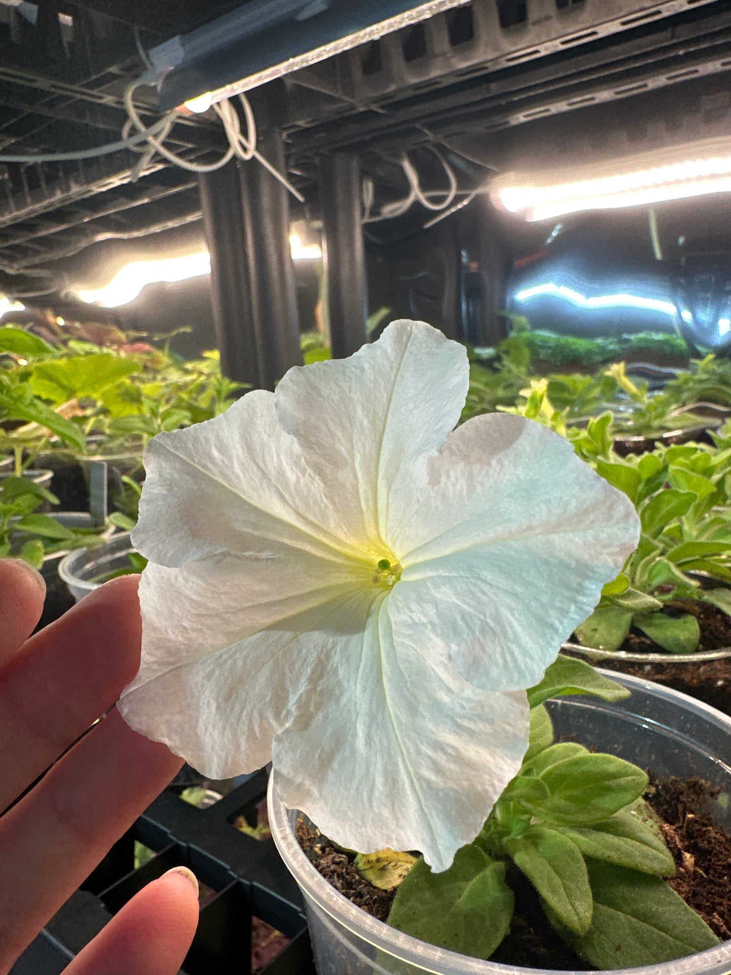 Petunia Súper cascade White
