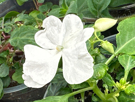 Impatient Butterfly