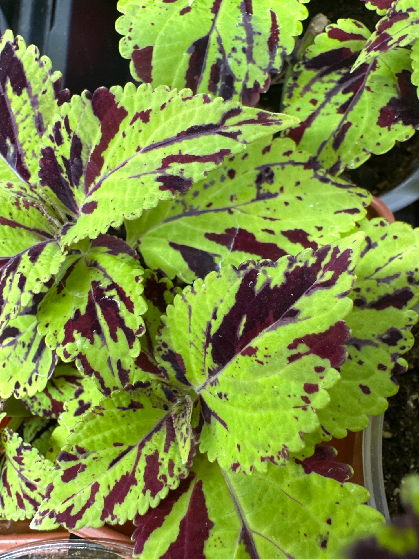 Coleus Chernobyl