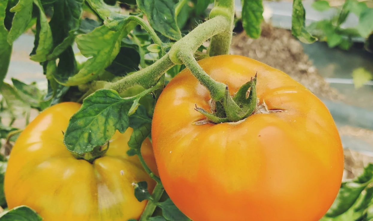 Tomato -  Maylor Roth’s Orange Brandywine