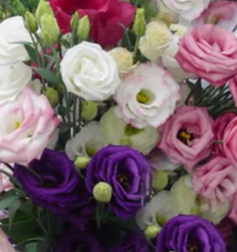 Lisiantus Mariachi Mix