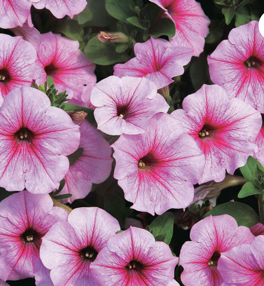 Petunia Shock Wave  Pink Vein