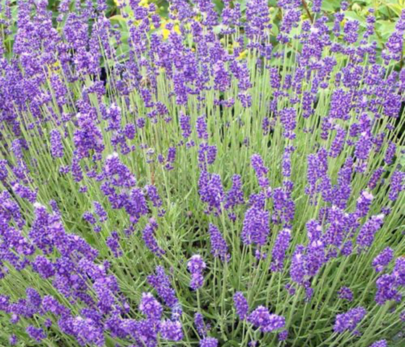 Lavanda English Vraie