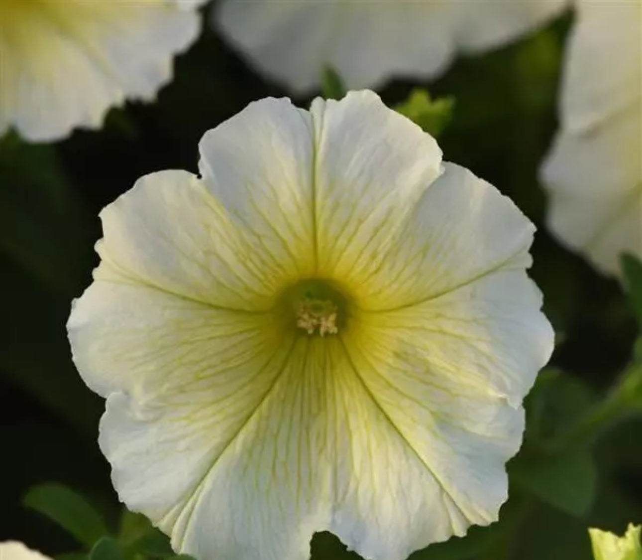 Petunia Yellow Madness