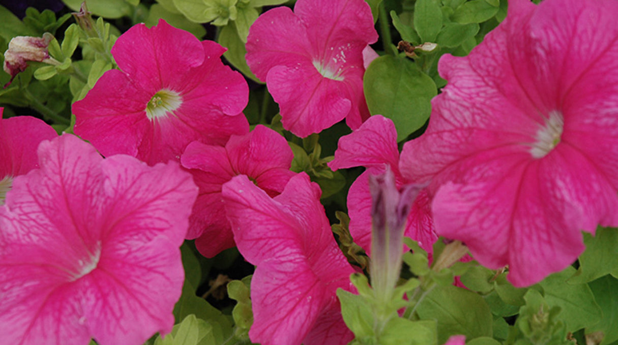 Petunia Súper cascade Pink