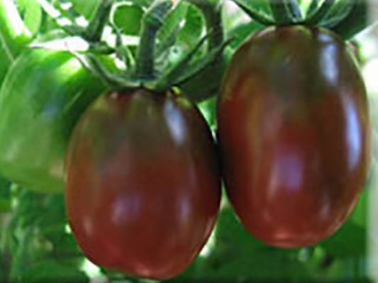 Tomato - Black Plum
