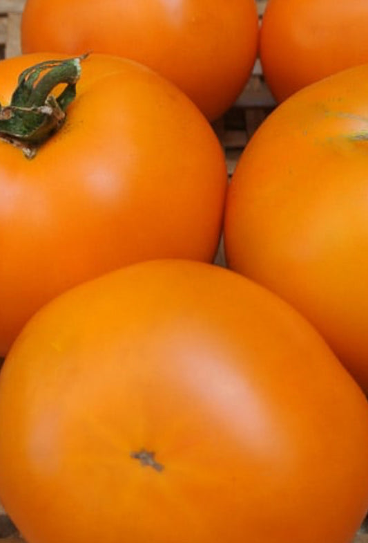 Tomato -  Orange King