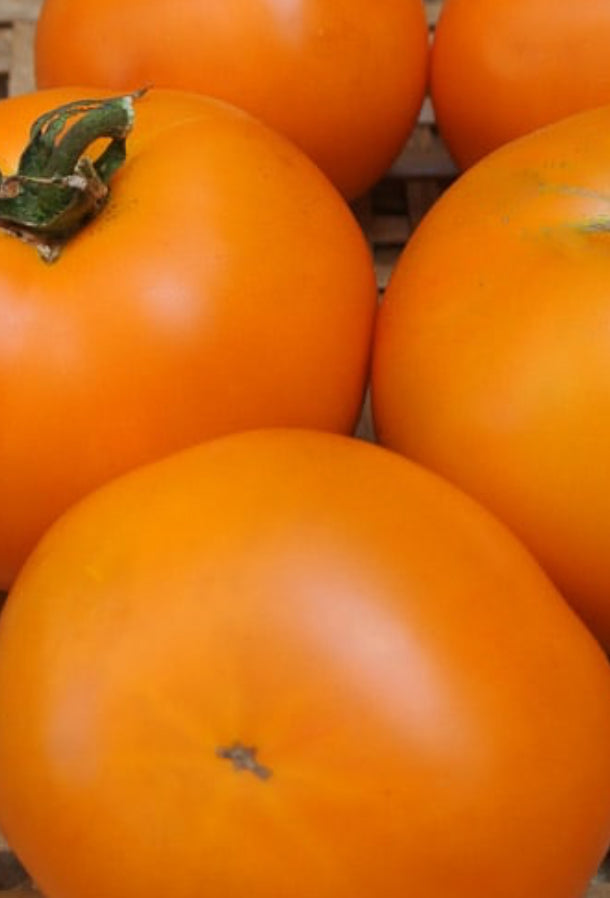 Tomato -  Orange King