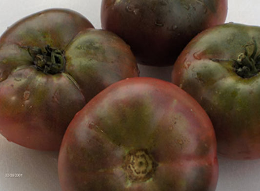 Tomato - Black Early