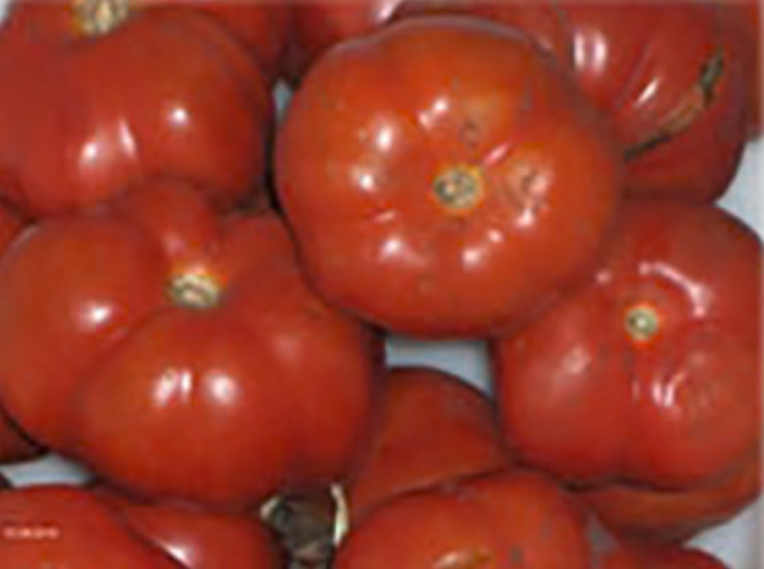 Tomato - Early Large Red ( Rare)
