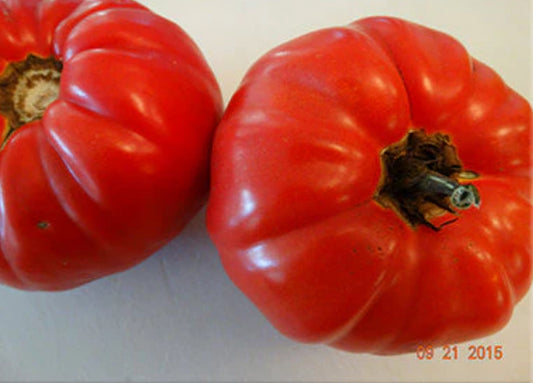 Tomato- Soldacki( Poland )