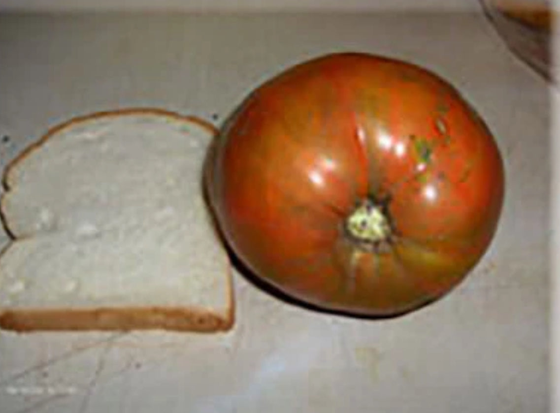 Tomato - Sylvan Gaume ( Rare)