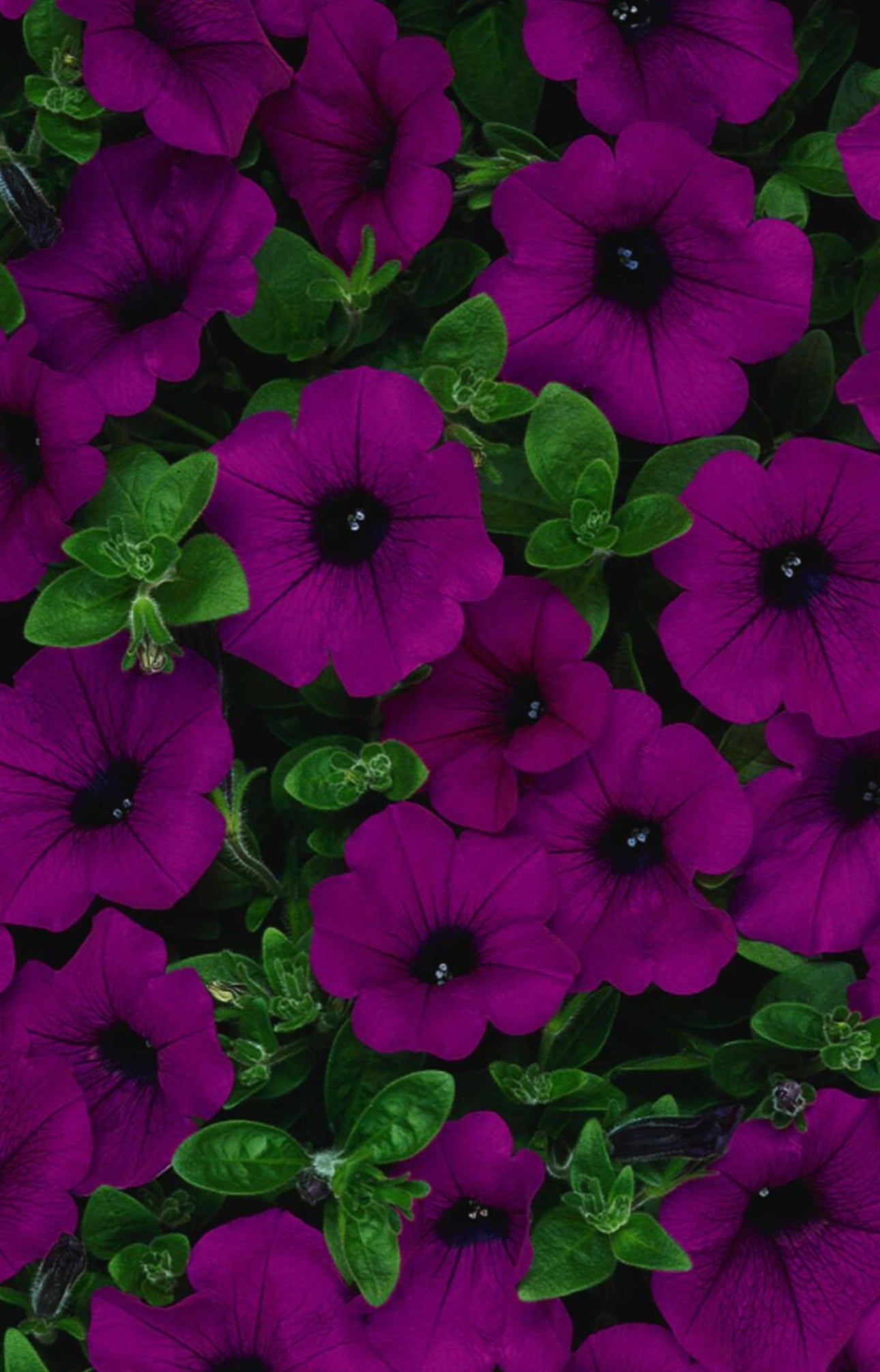 Petunia Súper cascade Burgundy