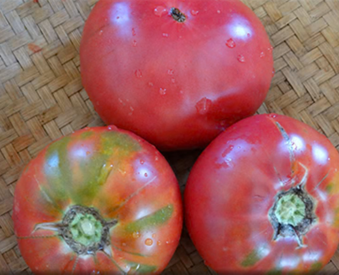 Tomato -  Russian Prince George
