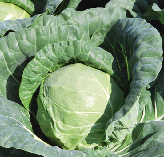 Tiara cabbage