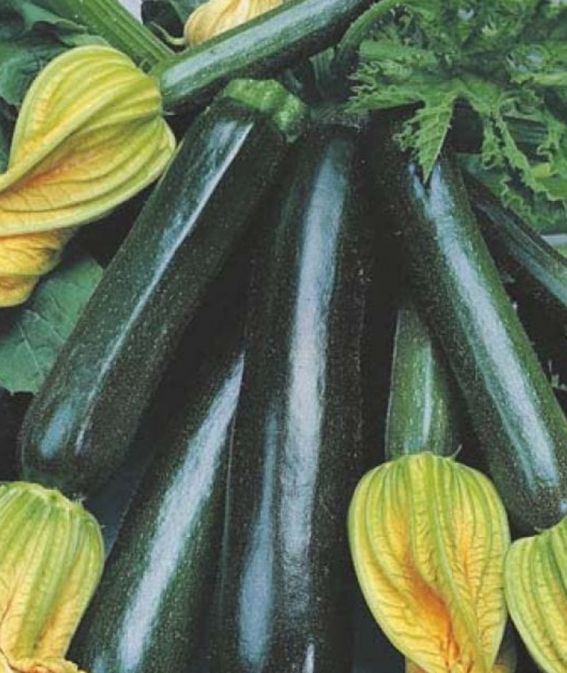 Zucchini Black Beauty