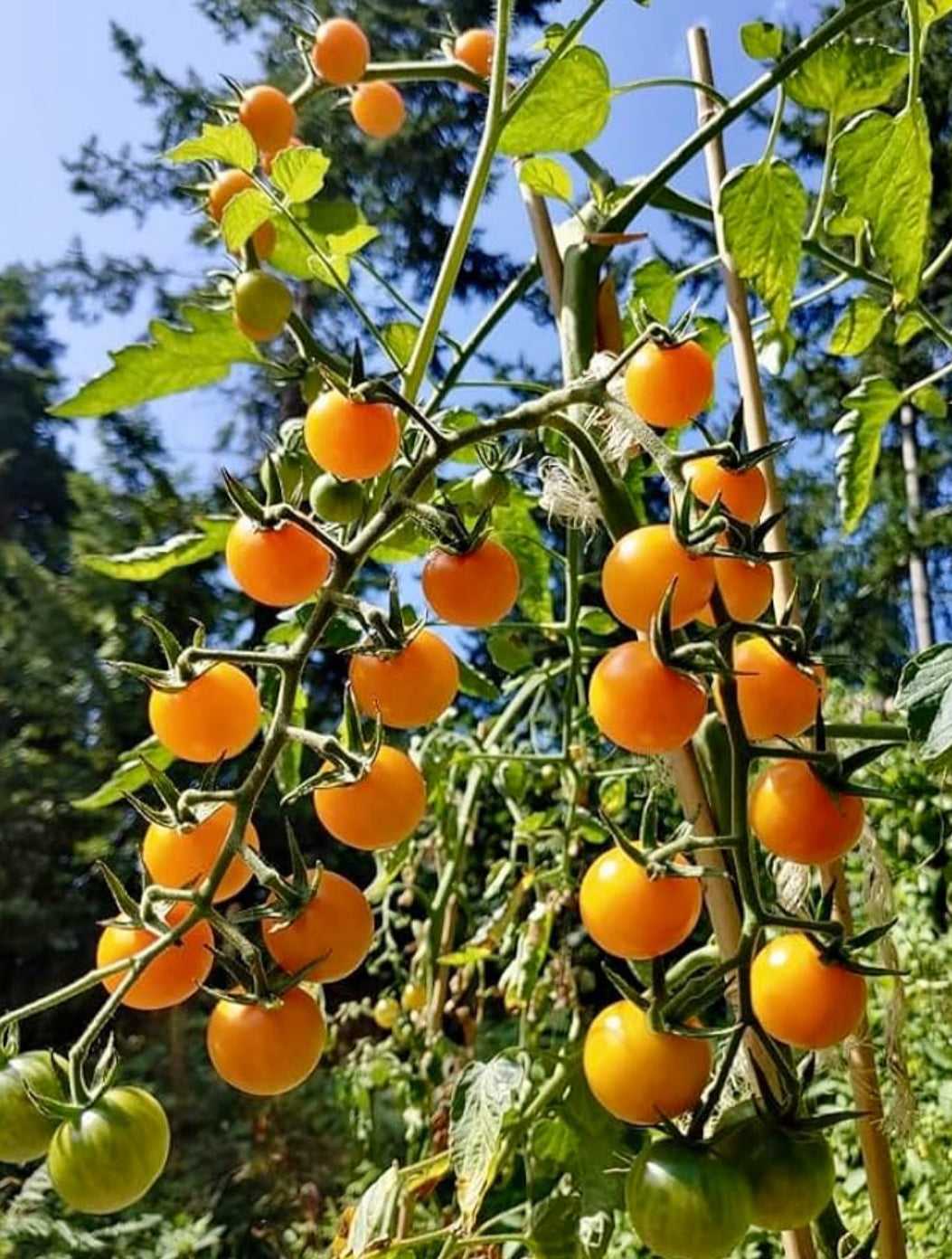Tomato - Yellow sweet Cherry” Goldkrone”