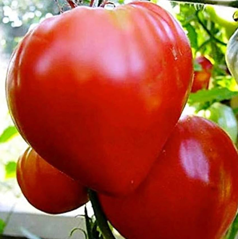 Tomato-Karen’s Mom Oxheart