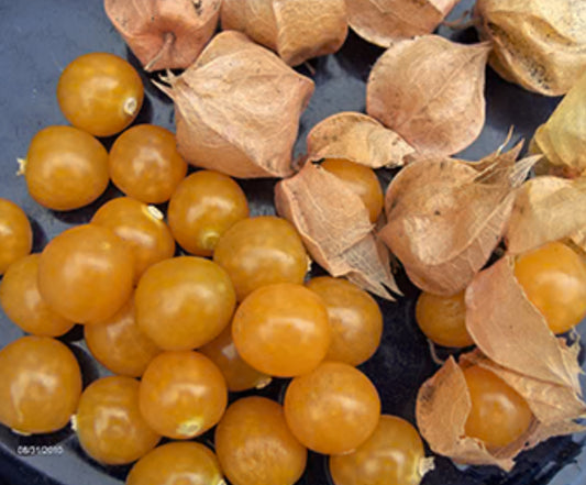Aunt Molly’s Ground Cherry ( Polish )