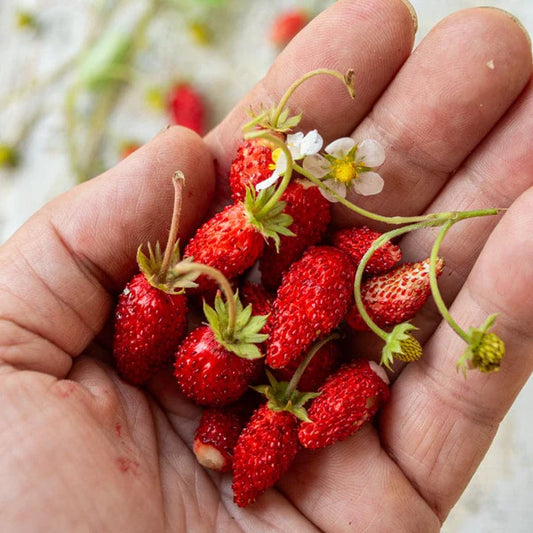 Strawberry Alexandria