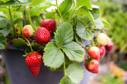 Everbearing Strawberry